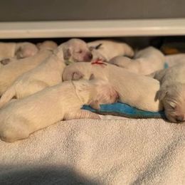Golden Retriever Puppies from Golden Dust Retrievers