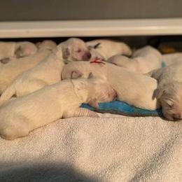 Golden Retriever Puppies from Golden Dust Retrievers
