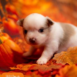 Wilbur - Chocolate and white male Chihuahua puppy in Phoenix, Arizona from Arizona Adventure Chihuahuas