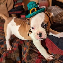 American Bulldog Puppies from Ugly Kluck Farm
