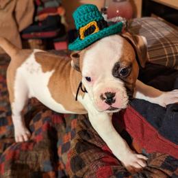 American Bulldog Puppies from Ugly Kluck Farm