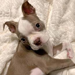 Boston Terrier Puppies from Lola’s House of Bostons & Rescue