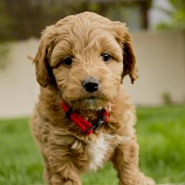 Jewel - Red  Goldendoodle puppy in Mona, Utah from Utah Golden-doodles