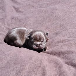 Boston Terrier and French Bulldog Puppies from Freedom Bostons