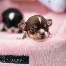 Paloma capri - Chocolate and white female Chihuahua puppy in Amity, Pennsylvania from Baxters Chihuahuas