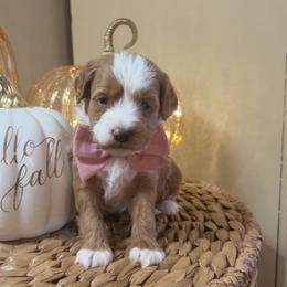 Hazel - Red  female Goldendoodle puppy in Trenton, Tennessee from Pickard’s country Golden doodles