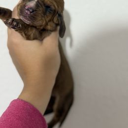 Sparrow - Mahogany and white male Basset Hound puppy in Springfield, Missouri from Baylee’s Bassets