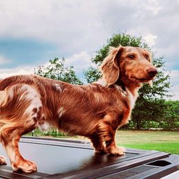 Harvey - Dachshund