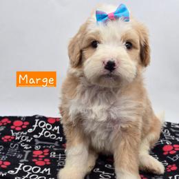 Marge - Red female Bernedoodle puppy in Neillsville, Wisconsin from Granton Creek