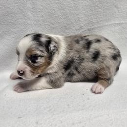 Boy 1 - male Australian Shepherd puppy in Lakeland, Florida from Diamond P Australian Shepherds
