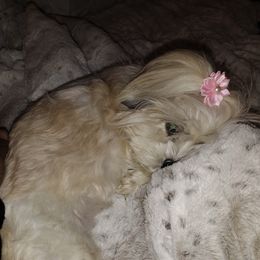 Maltese, Shih Tzus, and Yorkshire Terriers from Puppy Love