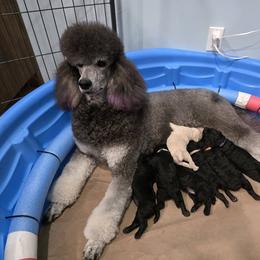 Poodle Puppies from Melinda Hammond