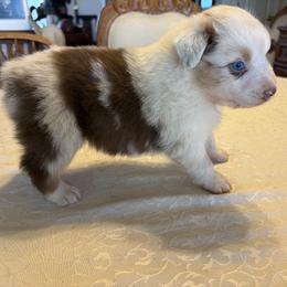 Snowy - Red merle male Australian Shepherd puppy in Esparto, California from Cutting Up Ranch  Australian Shepherds
