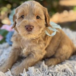 Maui - Caramel male Australian Labradoodle puppy in Elk Grove, California from Sacto Labradoodles