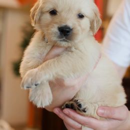 Golden Retriever Puppies from Dani’s Dawgs