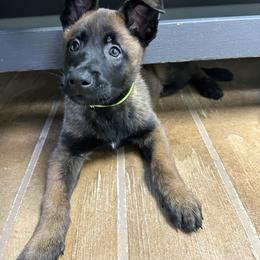 Belgian Malinois Puppies from Focused Obedient Belgian Malinois