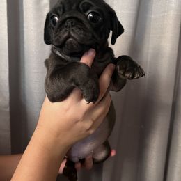 "Litter 2022" Pug Puppies from Tanori Kennels