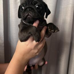 "Litter 2022" Pug Puppies from Tanori Kennels