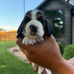 Light blue collar- Pedro - Red and white male Basset Hound puppy in Park City, Kansas from Stegmans Basset Hounds