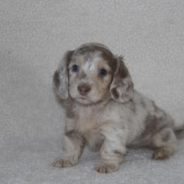 Dachshund Puppies from Rustic Bark Page's Dachshunds