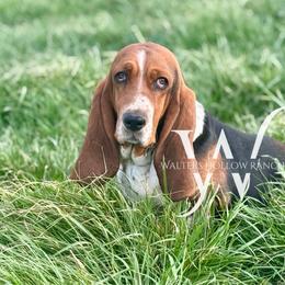 Harper - Basset Hound