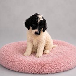 Olaf - Parti female Poodle puppy in Washington, Pennsylvania from Patriotic Poodles