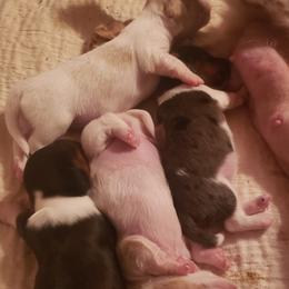 Dachshund Puppies from Mel's LowRider Ranch