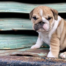 Bulldog Puppies from Fields’ Folly
