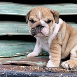 Bulldog Puppies from Fields’ Folly