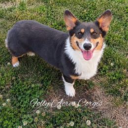 Kaydee - Blue female Pembroke Welsh Corgi puppy in White Hall, Maryland from Folly Acres Corgis