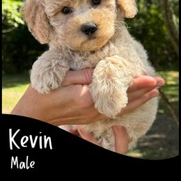 Kevin - Apricot male Goldendoodle puppy in Angier, North Carolina from A Breed Above Kennels
