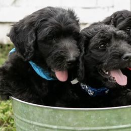 Goldendoodles from Shaggy Bark Goldendoodles