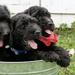 Goldendoodles from Shaggy Bark Goldendoodles