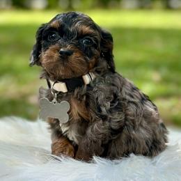 Rainy - Merle female Cockapoo puppy in Palm Beach County, Florida from Benji’s Cockapoos