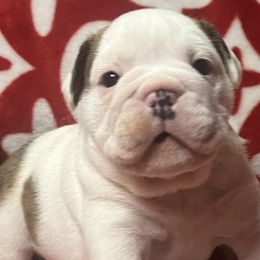 Bulldogs from Freeway Bulls