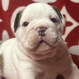 Bulldogs from Freeway Bulls