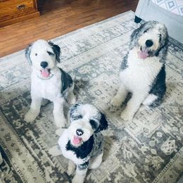 Sheepadoodle Puppies from The Farms Precious Doodles