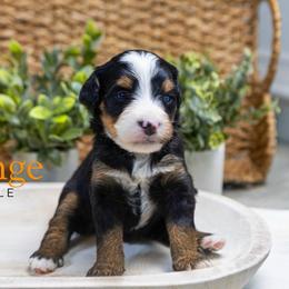 Orange - Tri-color female Bernedoodle puppy in Alpharetta, Georgia from Doodles of Buckhead