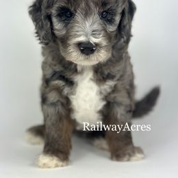 Dax - Merle male Goldendoodle puppy in Milford, Indiana from Railway Acres Kennel