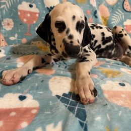 AKC LUA Lazlo - White and black male Dalmatian puppy in Euless, Texas from 101 Dew Dream Valley Dalmatians
