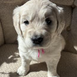 Golden Retriever Puppies from Vollbach Farm