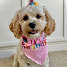 Cavapoochon puppies from Timshell Farm Specialty Crossbreed Puppies