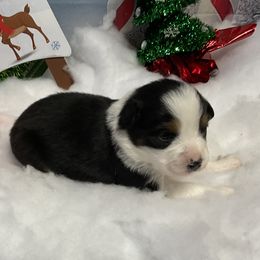 Jessie - Black tri female Miniature Australian Shepherd puppy in Signal Mountain, Tennessee from D & D Miniature and Toy Australian Sheppards
