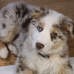 Australian Shepherd Puppies from Whitfarm Aussies