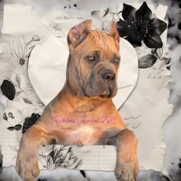Cane Corso Puppies from Richline Kennel