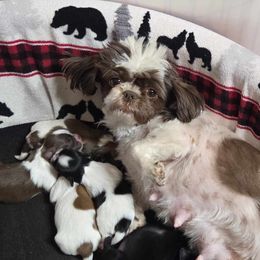 Casey - Shih Tzu