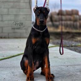 Jaguar - Black and rust male Doberman Pinscher puppy in China Township, Michigan from Snell's Superior Kennel Dobermann & GSP
