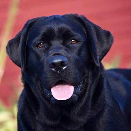 Etta - Labrador Retriever