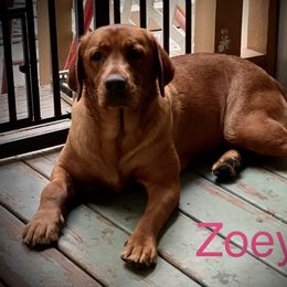 Zoey - Labrador Retriever