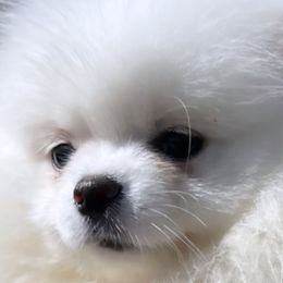 Dutchess - Pomeranian